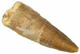 Fossil Spinosaurus Tooth - Real Dinosaur Tooth #329640-1